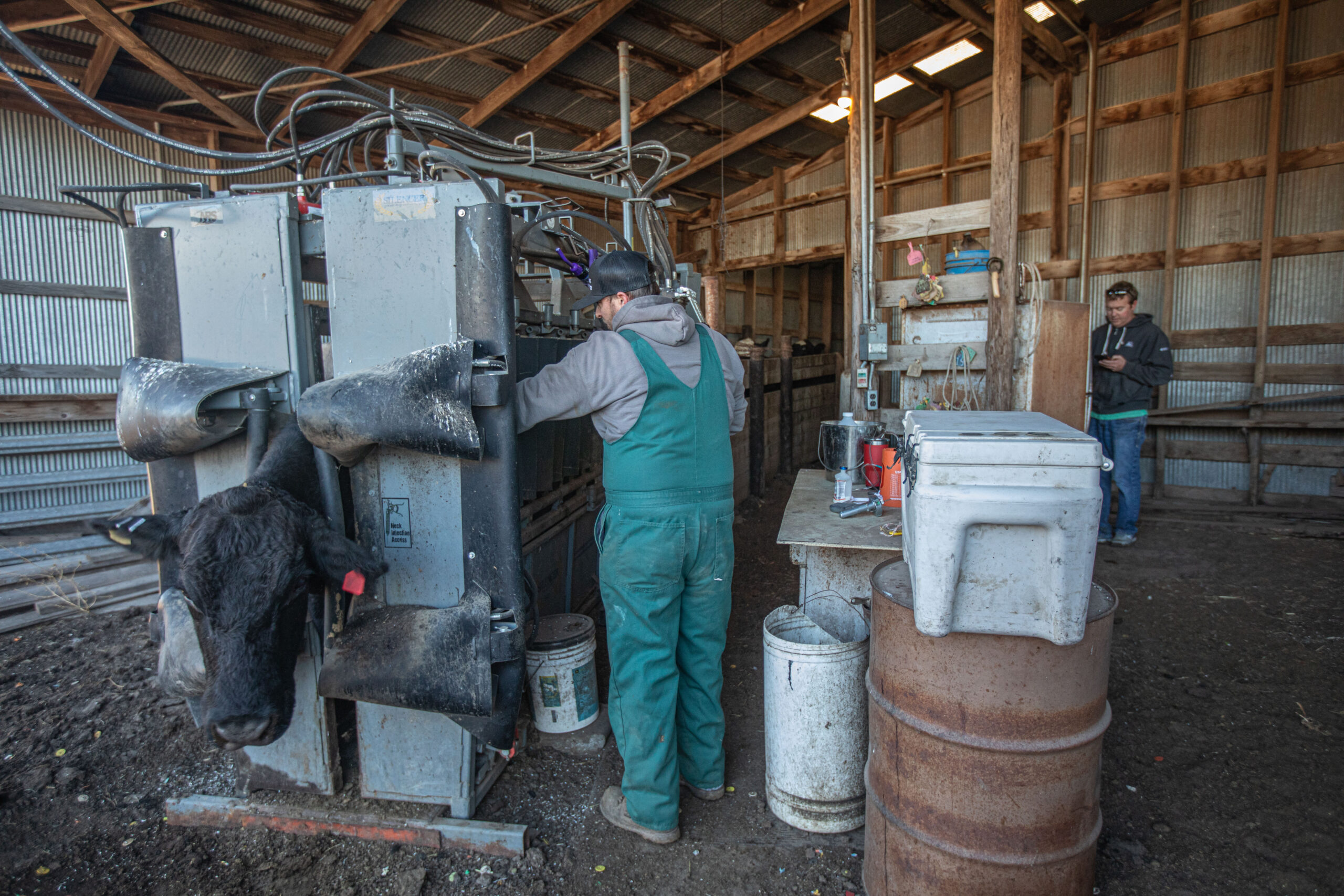 In a wooden barn, a man near a hydraulic chute machine tending to cattle, while another man observes. Implements and tools are scattered around.