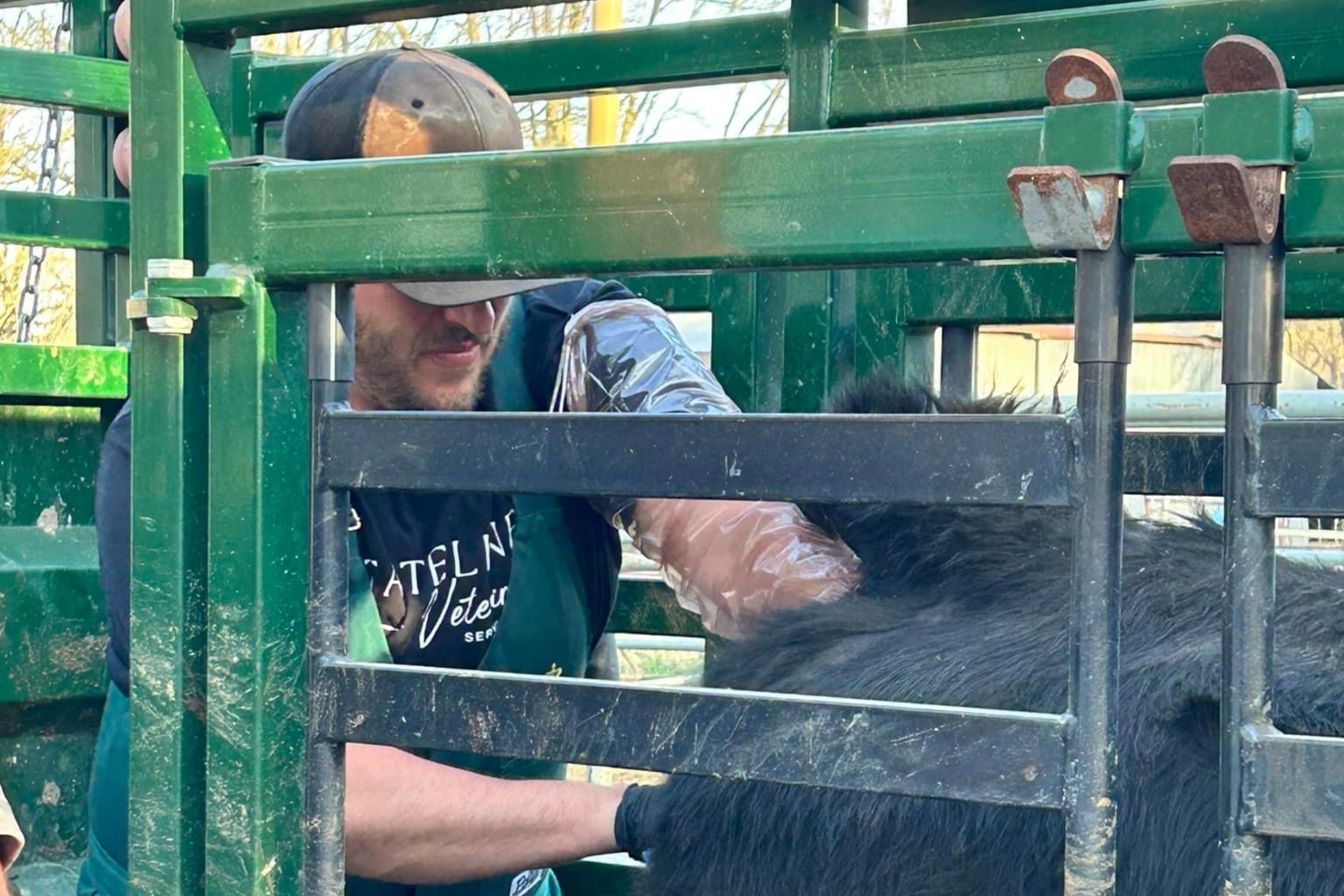 A man in a black shirt and baseball cap reaches through a hydraulic chute to gently interact with a cow.